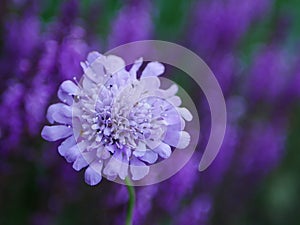 Pale Purple Pincushion Flower