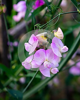 pale purple pink everlasting sweet pea flower Lathyrus latifolius growing in summer cottage garden