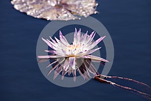 Pale Purple Water lily Nymphaeaceae blossoms