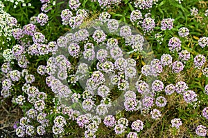 Pale purple and white flowers of Alyssum growing in garden