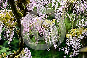 Pale purple wisteria flowers blooming in a Japanese garden, vines supported by a wood arbor