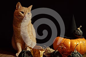 Pale red cat sits next to orange pumpkin on black background