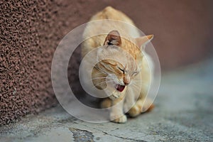 Pale red cat sits on a stone floor and cleans a paw, close-up portrait