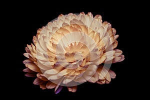 pale red chrysanthemum on a black background a