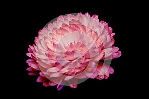 pale red, pink chrysanthemum on a black background a