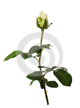 Pale rose photo