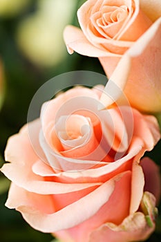 Pale roses photo