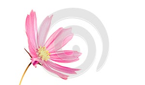 Pale and slightly desaturated light pink wild flower â€œWild Cosmosâ€ Cosmos bipinnatus blooming during Spring and Summer