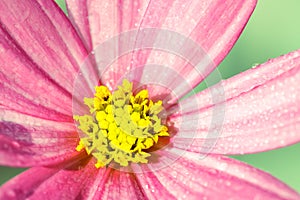 Pale and slightly desaturated light pink wild flower â€œWild Cosmosâ€ Cosmos bipinnatus, covered by water droplets after rain