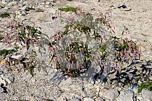 Pale Smartweed    602907