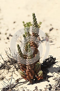 Pale Stonecrop