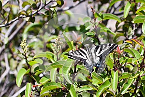 Pale Swallowtail Butterfly at Laguna Coast Wilderness Park, Laguna Beach , California