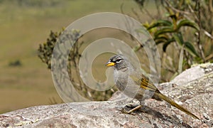 Pale-throated Pampa-finch (Embernagra longicauda).