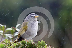 Pale-throated Pampa-Finch Embernagra longicauda, isolated, perched in the rain photo