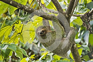 Pale-throated Sloth, Bradypus tridactylus photo