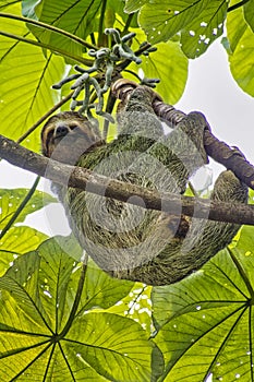 Pale-throated Sloth, Bradypus tridactylus, Three-toed Sloth, Tropical Rainforest, Marino Ballena National Park