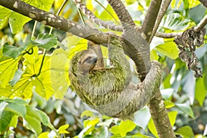 Pale-throated Sloth, Marino Ballena National Park, Costa Rica photo