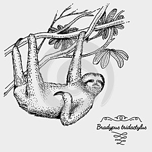 Pale throated sloth engraved, hand drawn vector illustration in woodcut scratchboard style photo