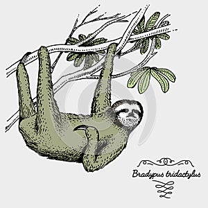 Pale throated sloth engraved, hand drawn vector illustration in woodcut scratchboard style, vintage drawing species.