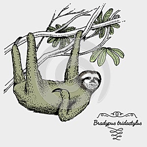 Pale throated sloth engraved, hand drawn vector illustration in woodcut scratchboard style, vintage drawing species. photo