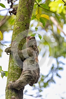 Pale-throated sloth, La Fortuna, Costa Rica wildlife