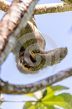 Pale-throated sloth, La Fortuna, Manuel Antonio National Park, Costa Rica wildlife