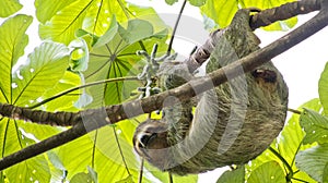 Pale-throated Sloth, Marino Ballena National Park, Costa Rica photo