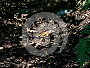 Pale thrush eating on forest floor 11
