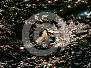 Pale thrush eating on forest floor 4