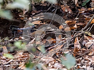 Pale thrush walks in underbrush 1