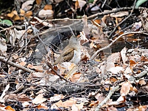 Pale thrush walks in underbrush 2