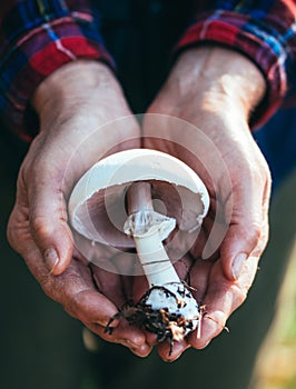 Pale toadstool in a handful. Autumn harvest of mushrooms