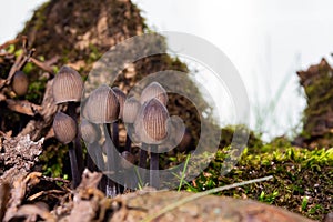Pale toadstools in the forest on a stump covered with moss