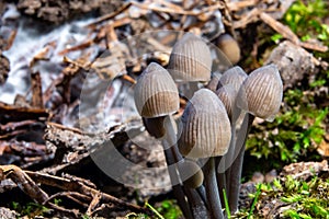 Pale toadstools in the forest on a stump covered with moss
