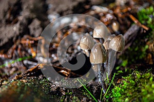 Pale toadstools in the forest on a stump covered with moss