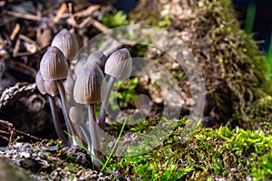 Pale toadstools in the forest on a stump covered with moss
