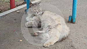 Pale tortoiseshell cat is laying on asphalted sidewalk