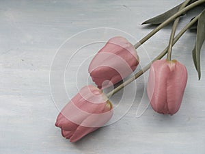 Pale tulips flowers on light blue wooden background tender image with copy space