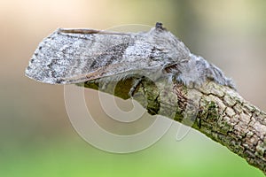 Pale tussock moth Calliteara pudibunda at rest