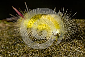 Pale Tussock Moth Caterpillar Close-Up: Captivating Eyes and Intricate Details