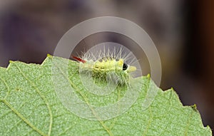 Pale tussock moth caterpillar creeps along the edge a leaf