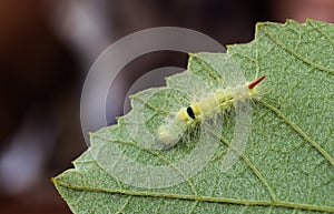 Pale tussock moth caterpillar creeps along the edge of a leaf