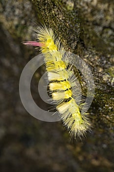 Pale Tussock Moth Caterpillar in Side View