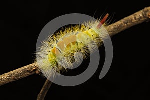 Pale tussock moth larvae