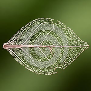 Of pale veins forms a detailed pattern, highlighting the leaf's