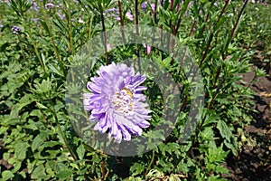 Pale violet flower head of China aster