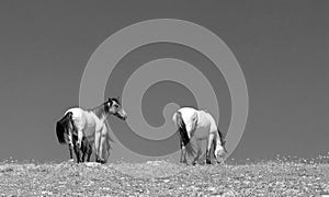 Pale wild horses on desert mountain ridge in the western United Statesd - black and white