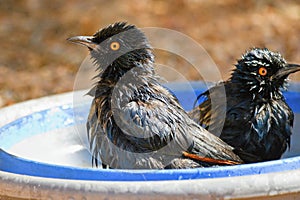 The pale-winged starlings enjoing a bath in the water. Onychognathus nabouroup