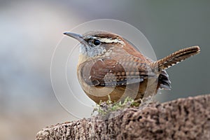 Pale Wren