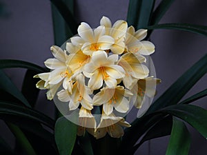 Pale yellow Clivia flowers